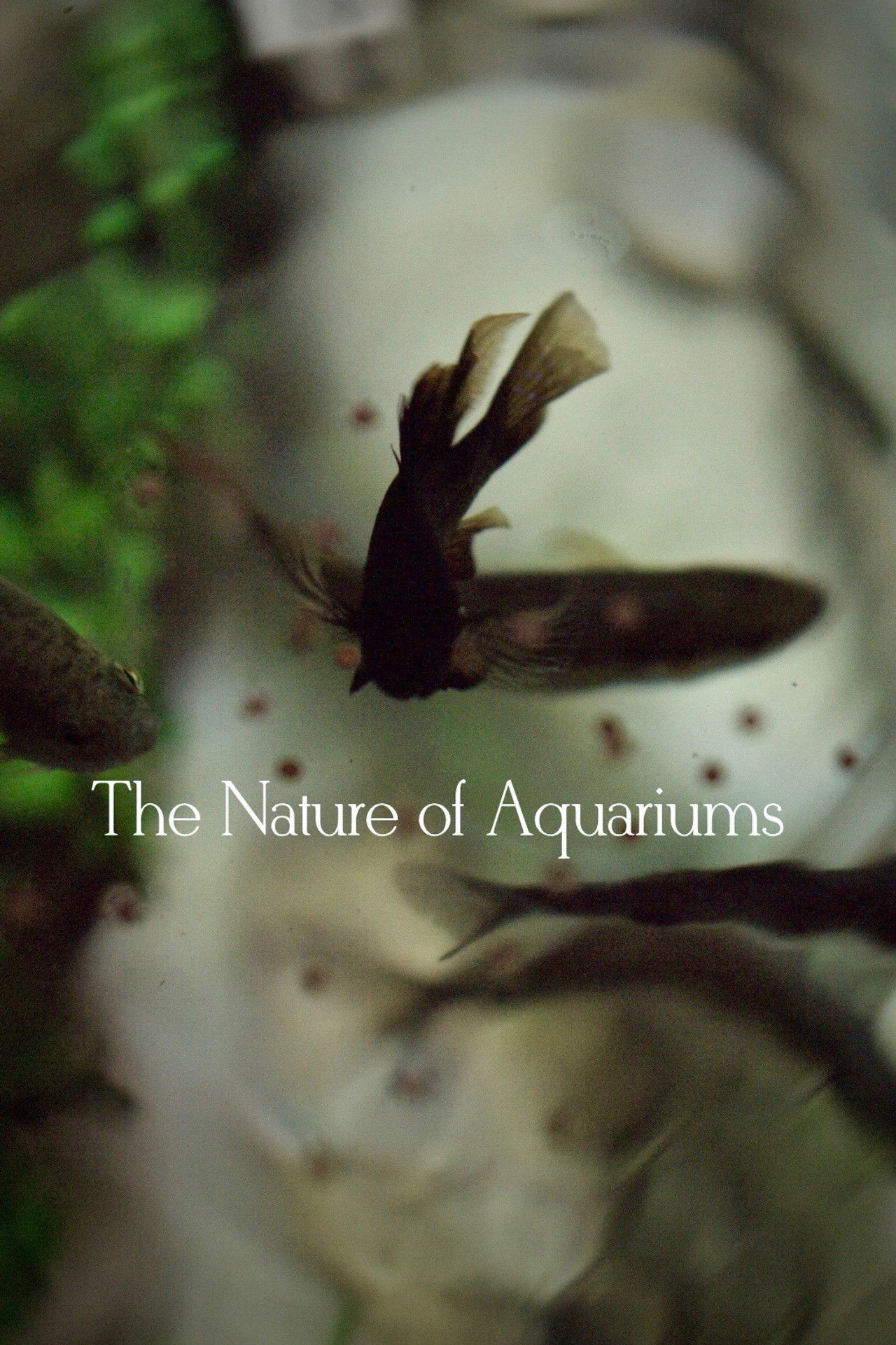 The Nature of Aquariums Backdrop