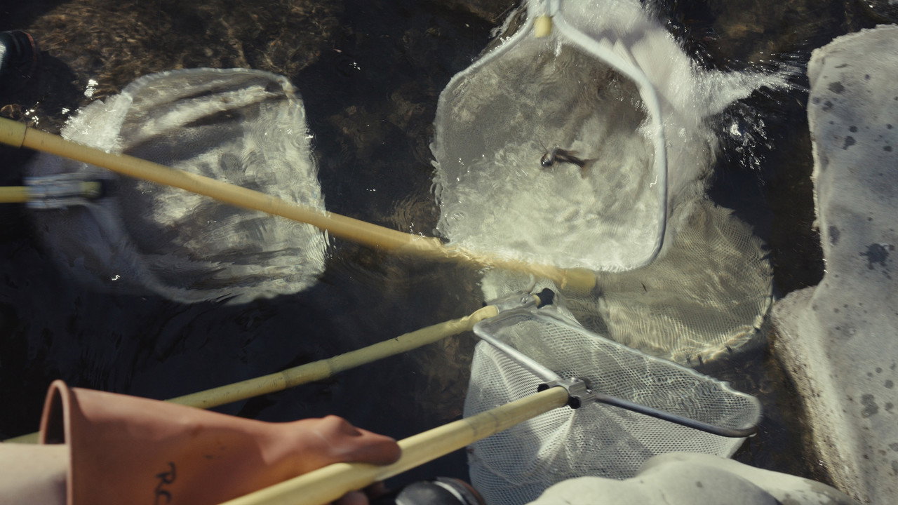 Fish for the Future still 3