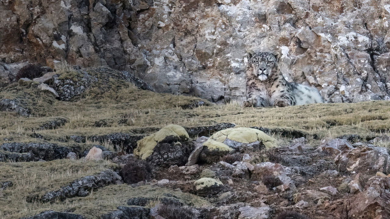 The Velvet Queen backdrop