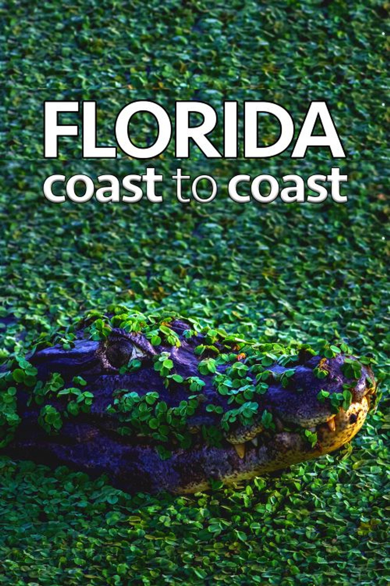 Florida Coast To Coast Backdrop