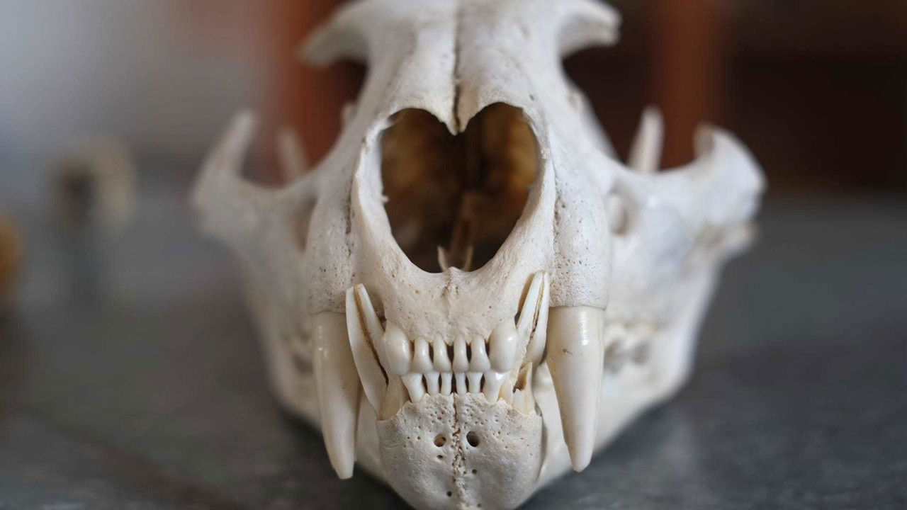 Expedition Mungo — Épisode 4