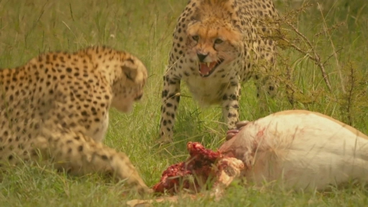 森林女王 — Épisode 9