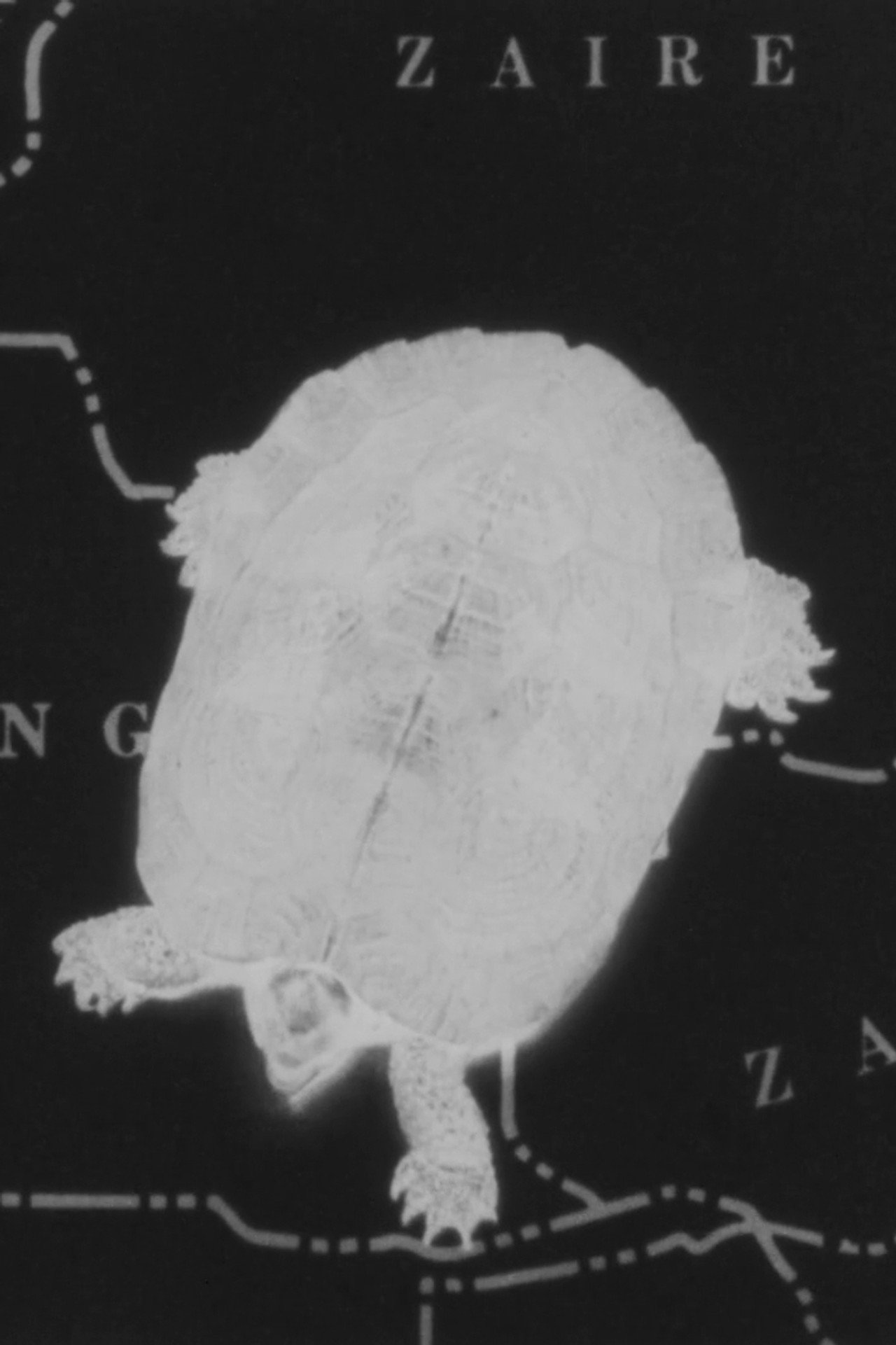 Turtle Dreams filmaffisch