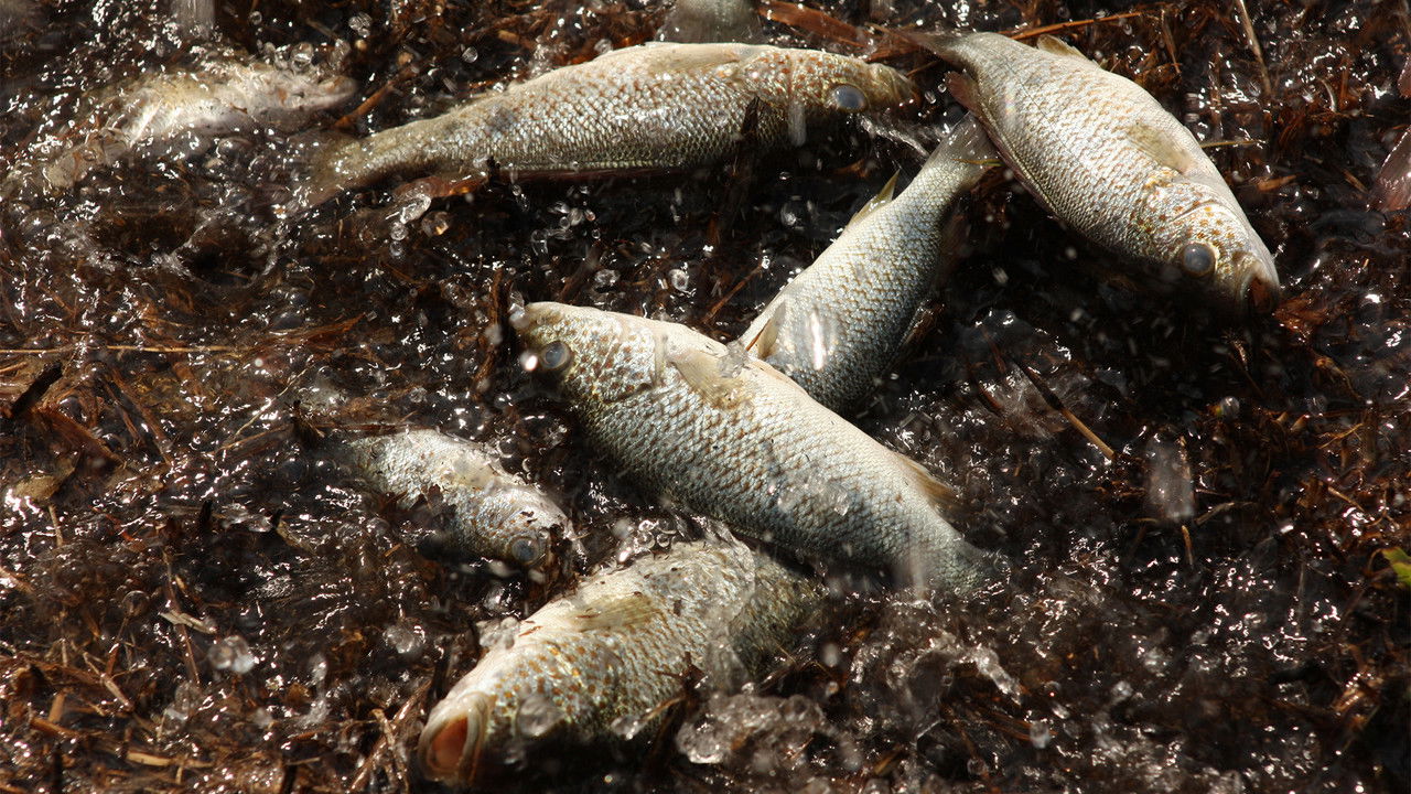 Stranger Than Nature — Épisode 3