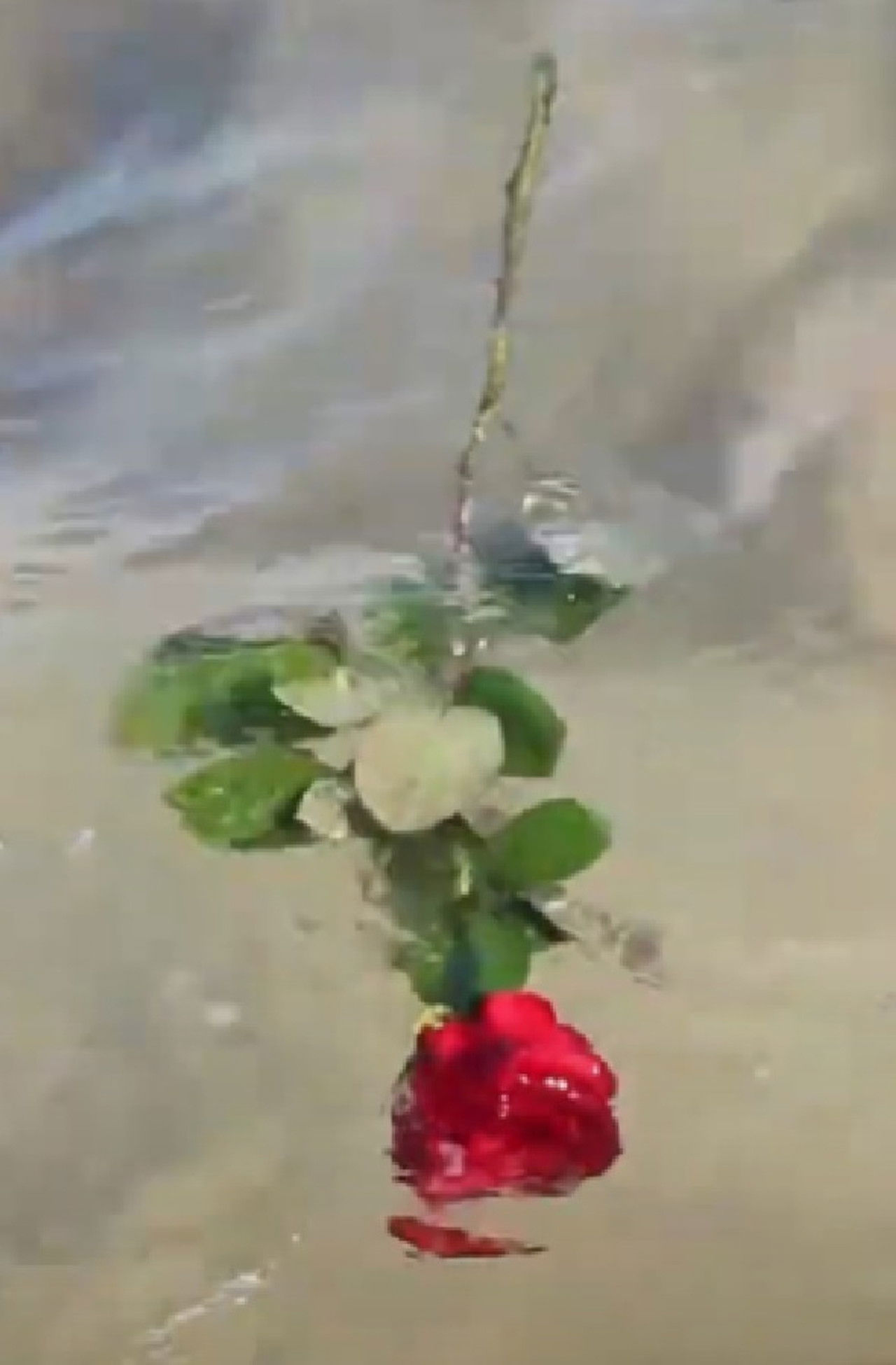 A Red, Red Rose Backdrop