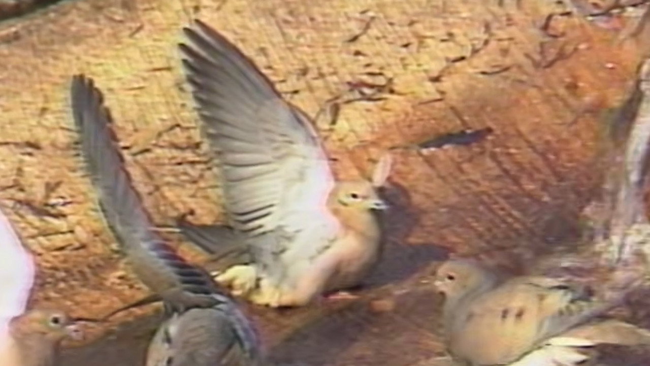 berb