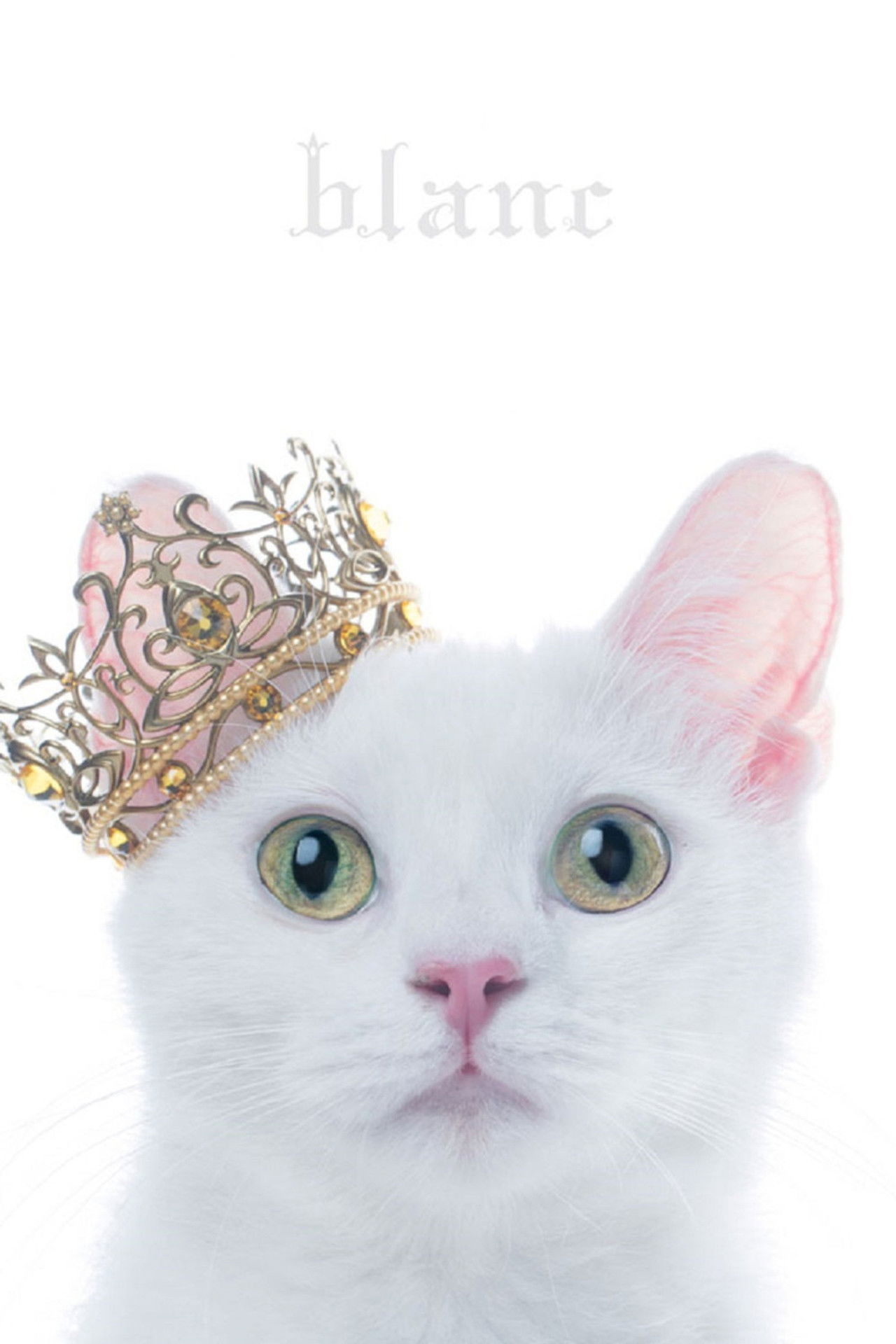 Aimer: Best Selection "blanc" (Limited Edition Bonus) Backdrop