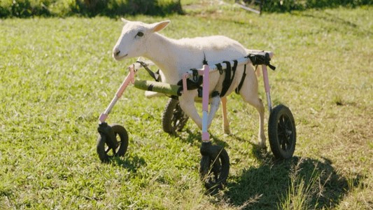 The Wizard of Paws - Season 2 Episode 8 : Menina