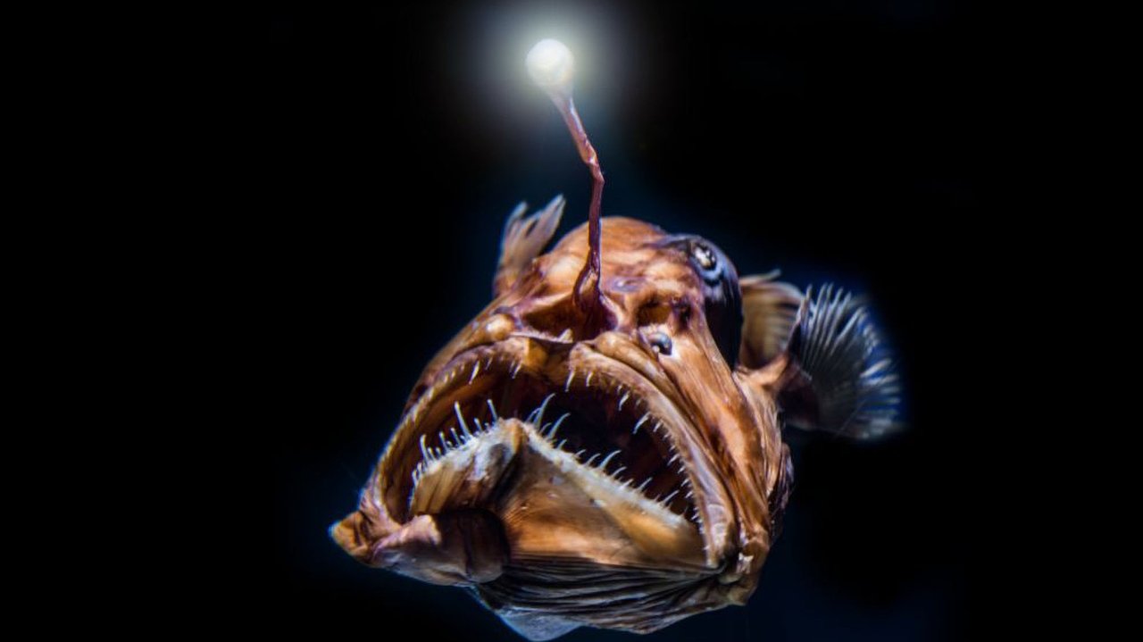 Into the Abyss: Creatures of the Midwater background