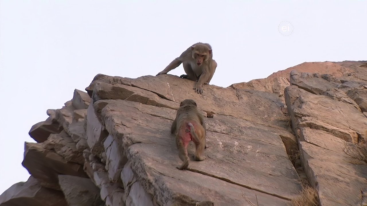 Earth Odyssey with Dylan Dreyer - Season 4 Episode 29 : Asian Primates