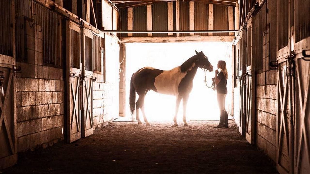 A Horse from Heaven background