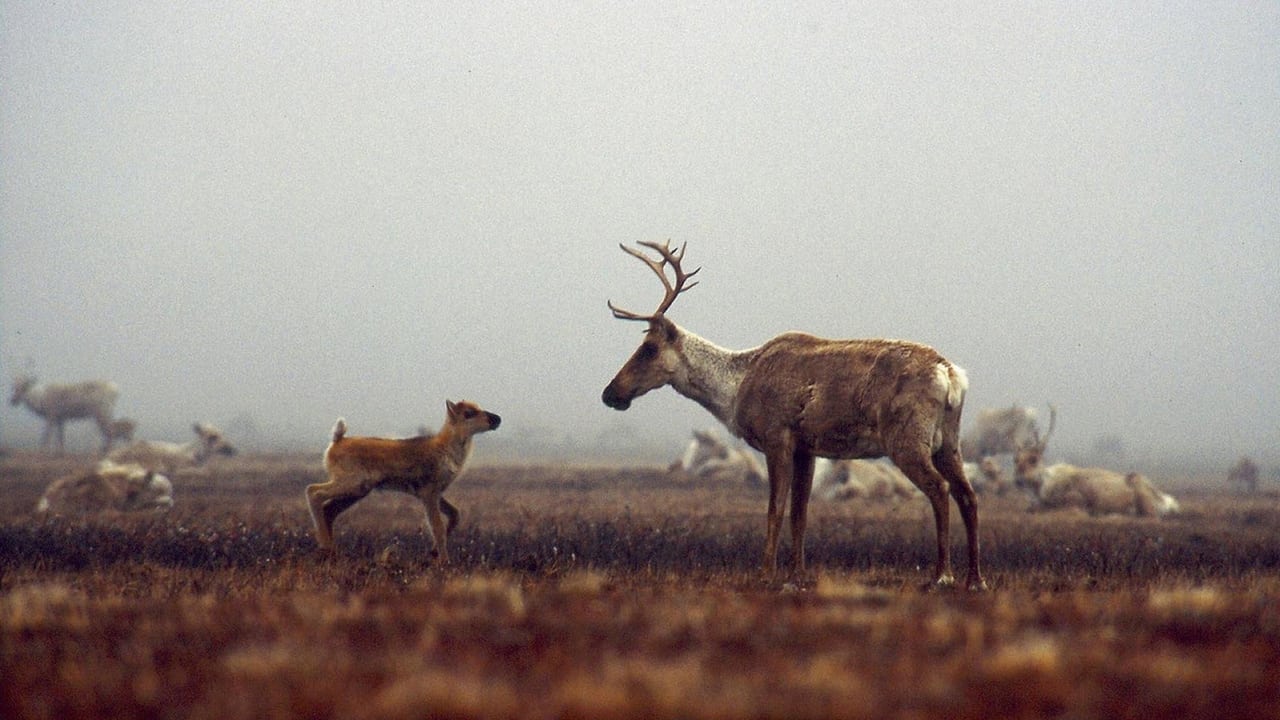 Being Caribou