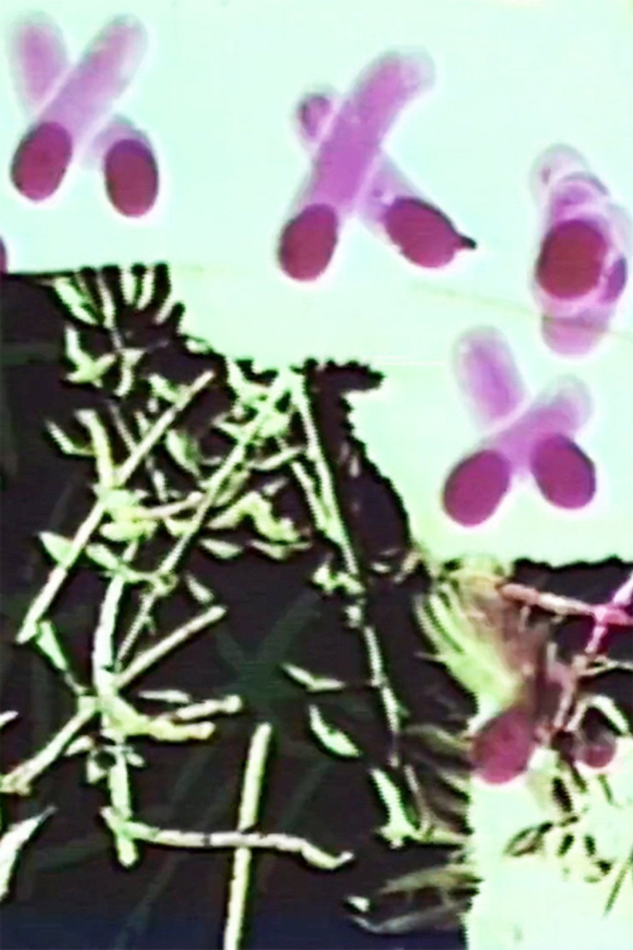 Frottage/Dommage/Fromage 2 Vous filmaffisch