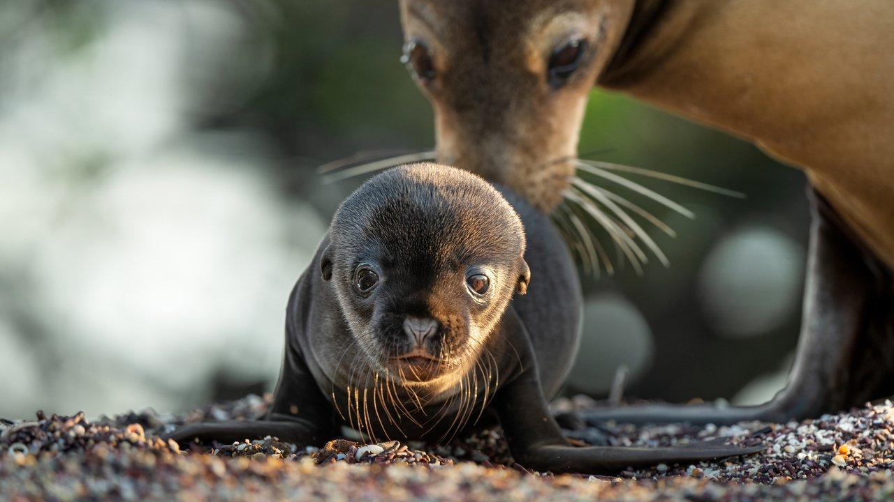 Los leones marinos de las Galápagos