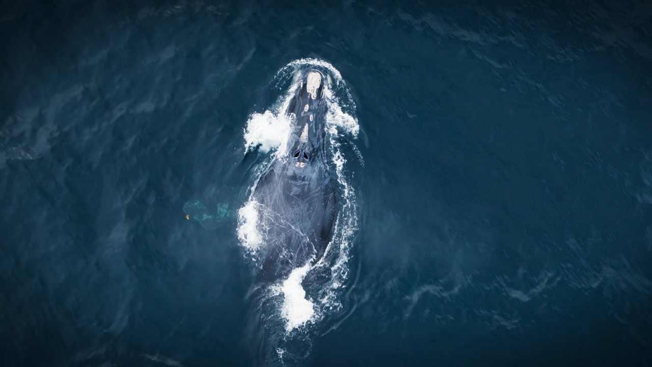 The Wild Ones - Season 1 Episode 6 : Whales