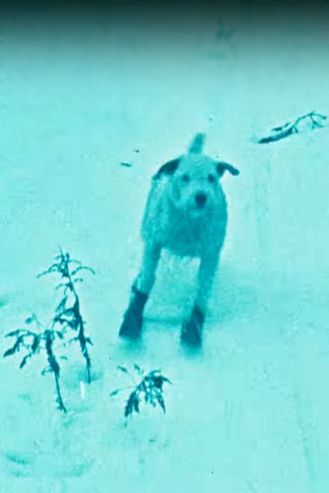 A Winter's Tale filmaffisch