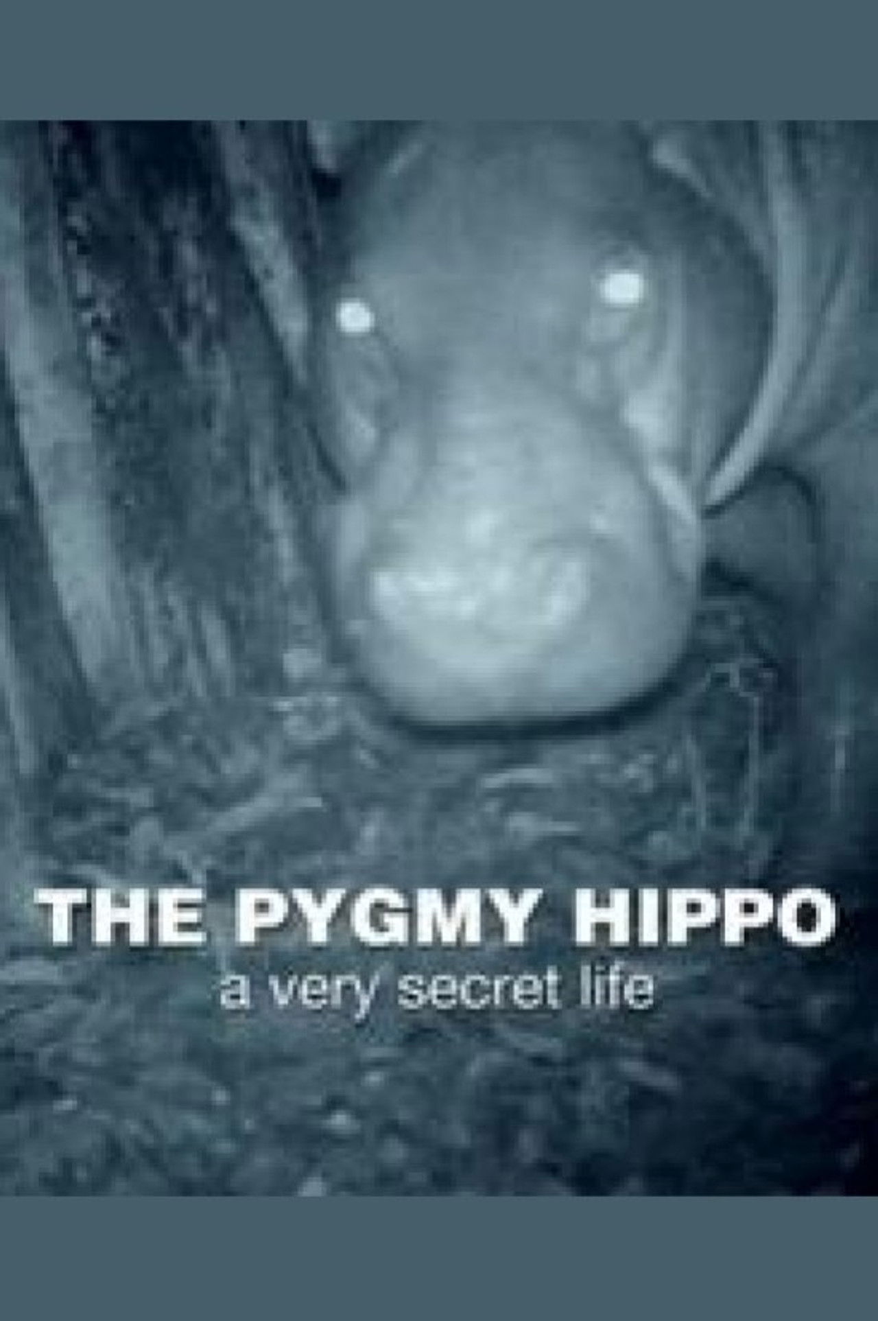 The Pygmy Hippo: A Very Secret Life Backdrop