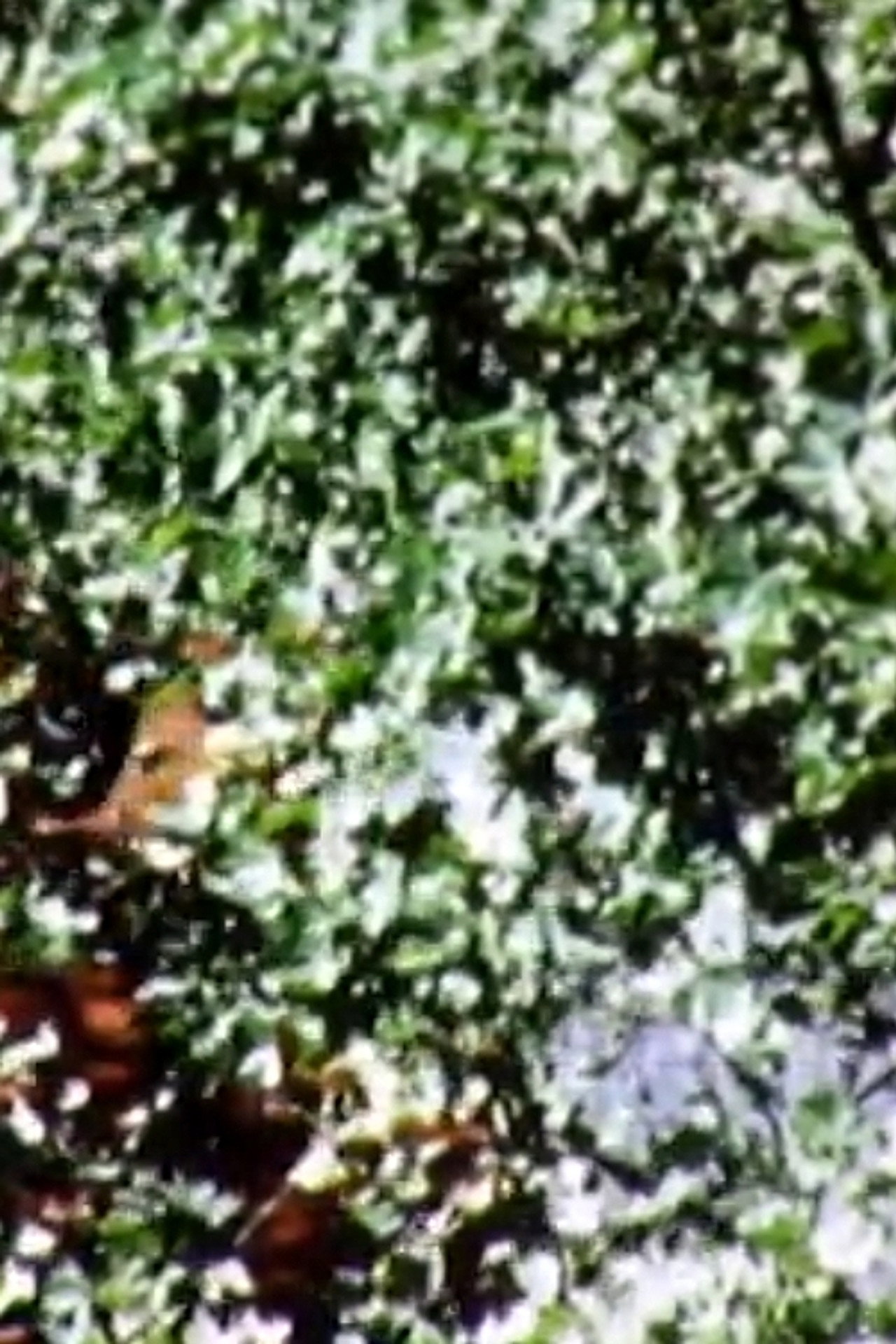 Leaves