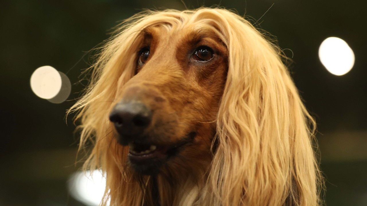 Crufts — Épisode 5