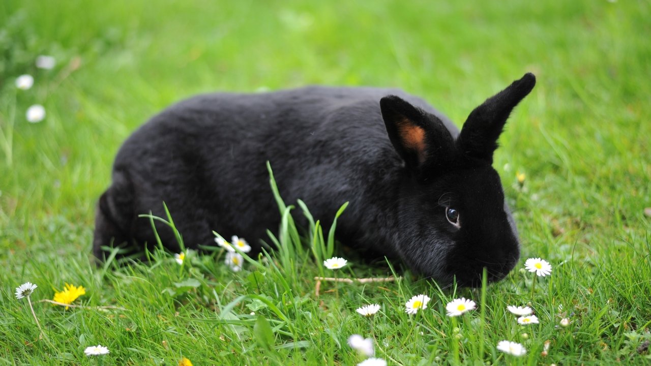 Roland: Resurrection