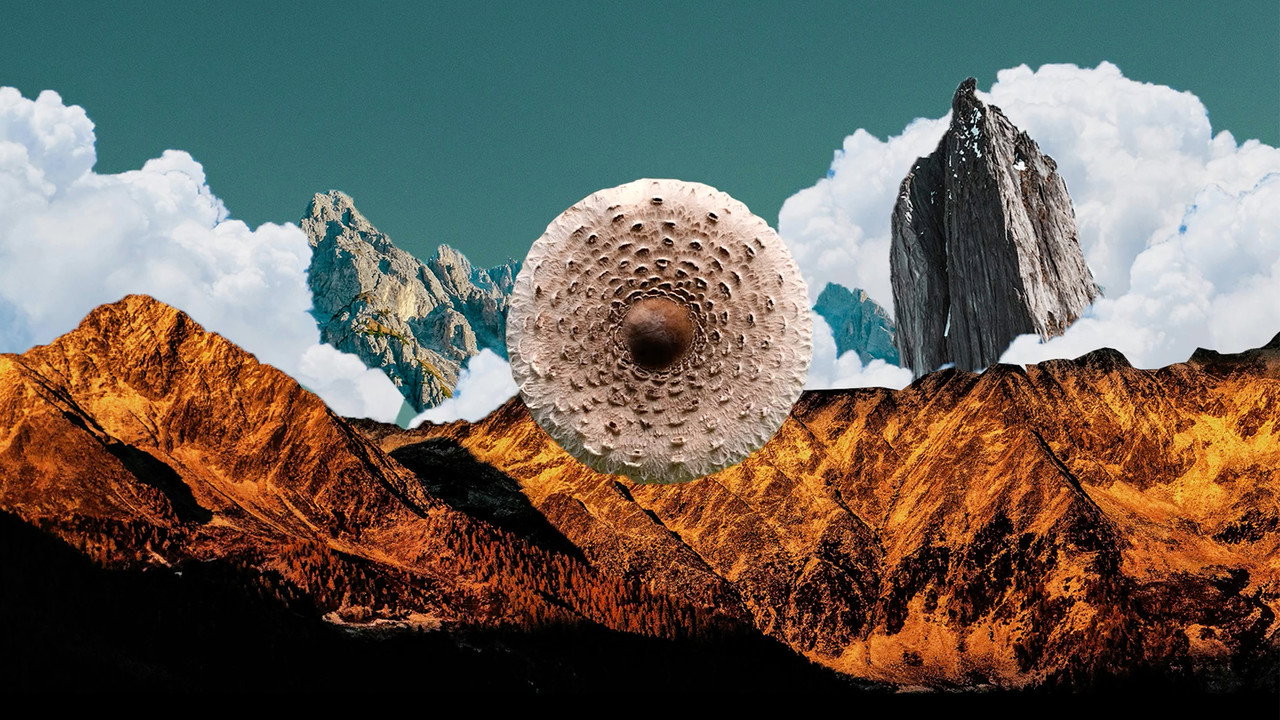 Fondo