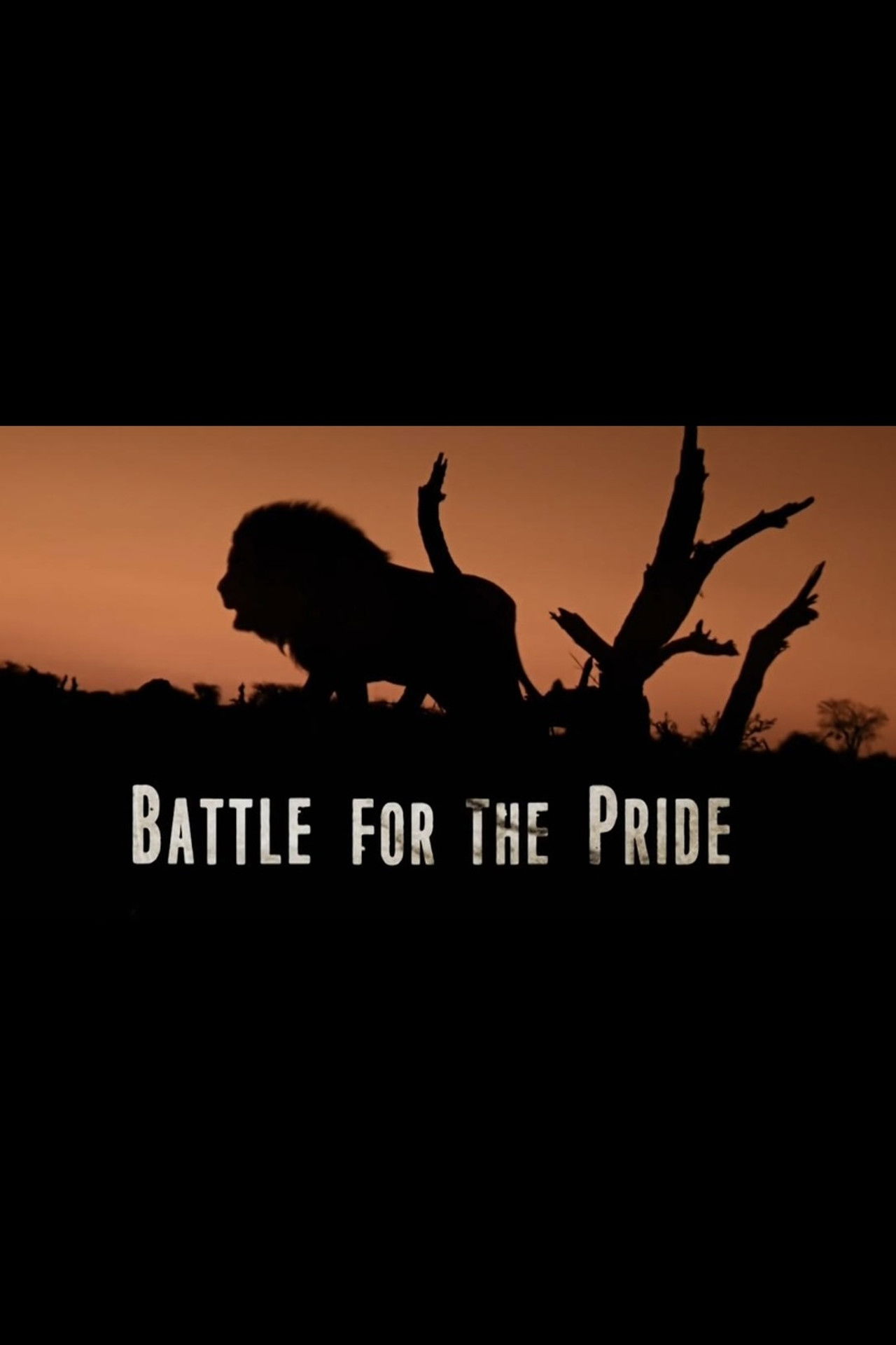 Battle for the Pride Backdrop