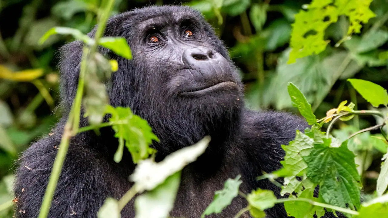 Elstners Reisen — Épisode 9