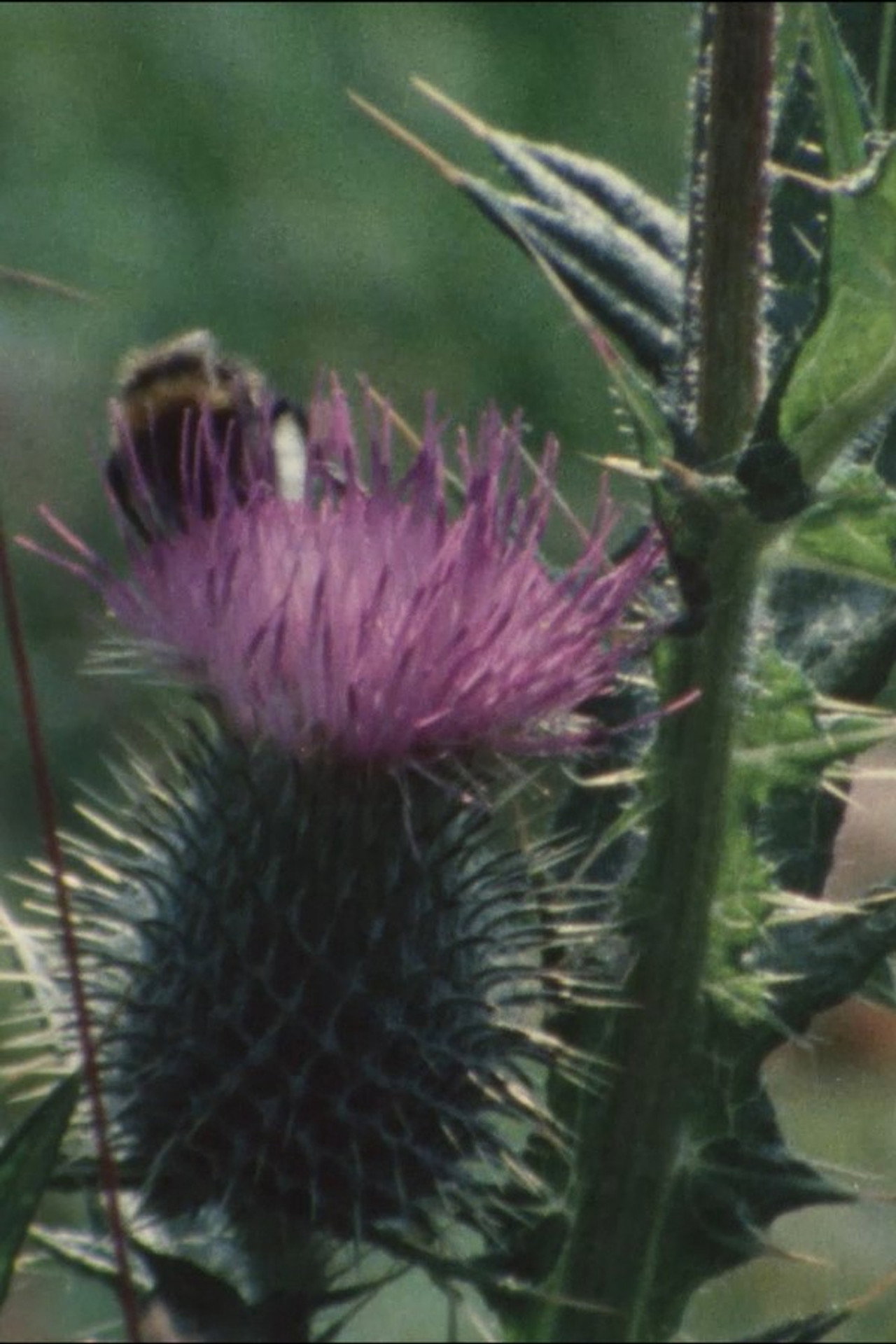 Thistledown filmaffisch