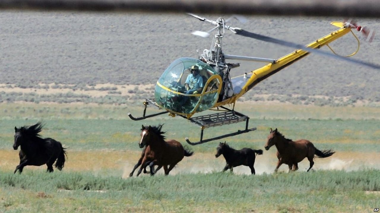 Chasing Wild Horses background