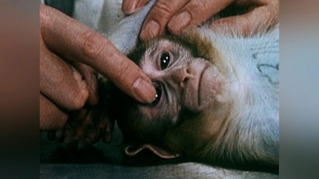 Wild Assassins — Épisode 8