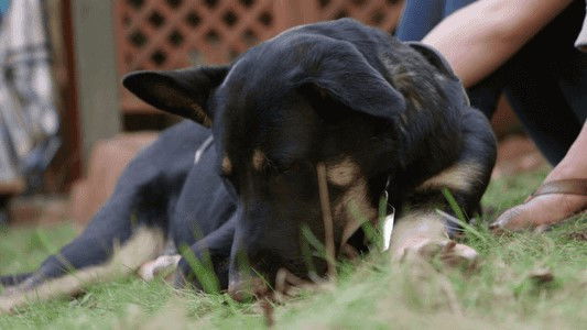 The Wizard of Paws - Season 2 Episode 7 : Trigger