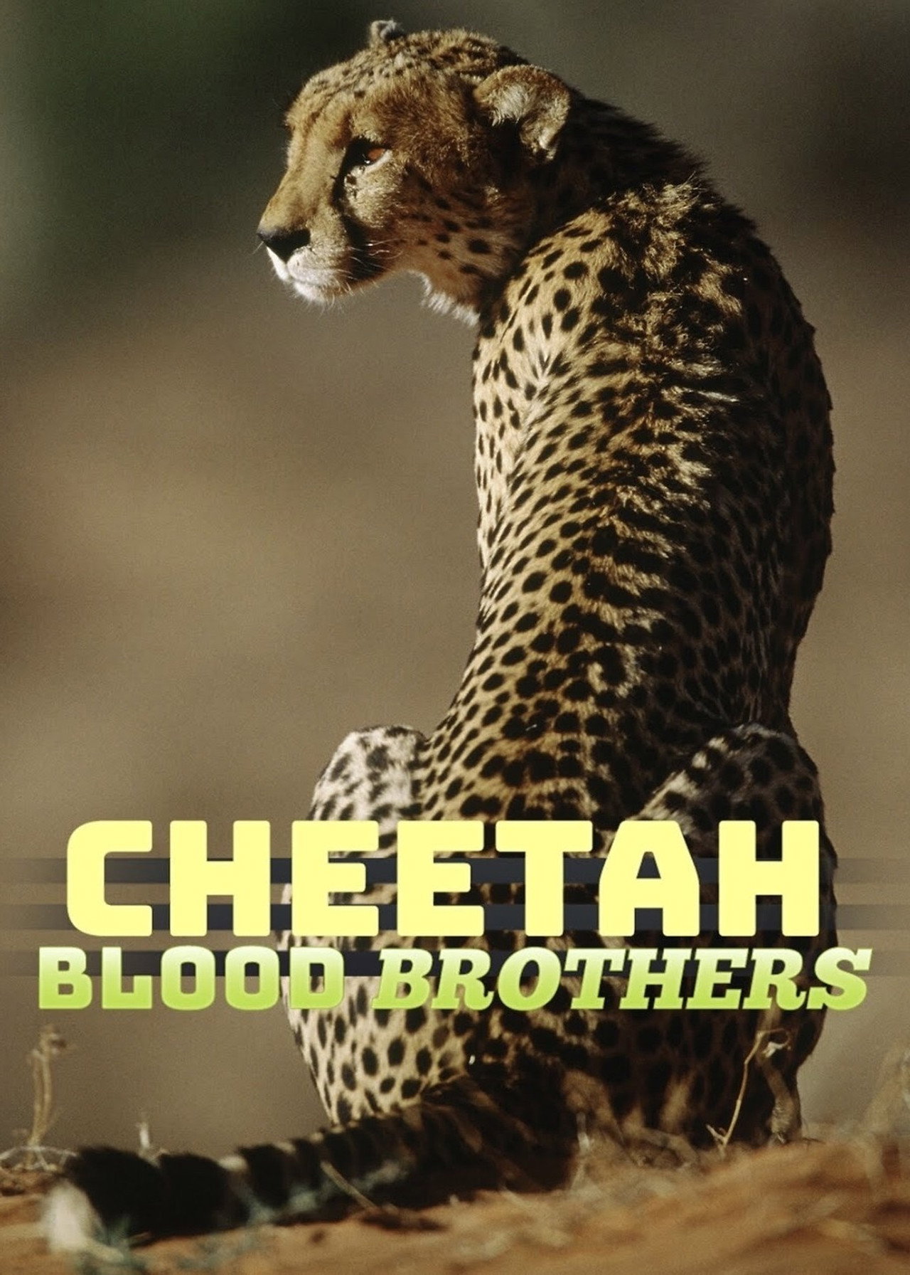 Cheetah Blood Brothers Backdrop