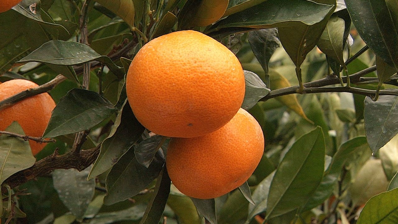 Seasoning the Seasons - Season 5 Episode 14 : Mikan: Japan's Favorite Citrus Fruit