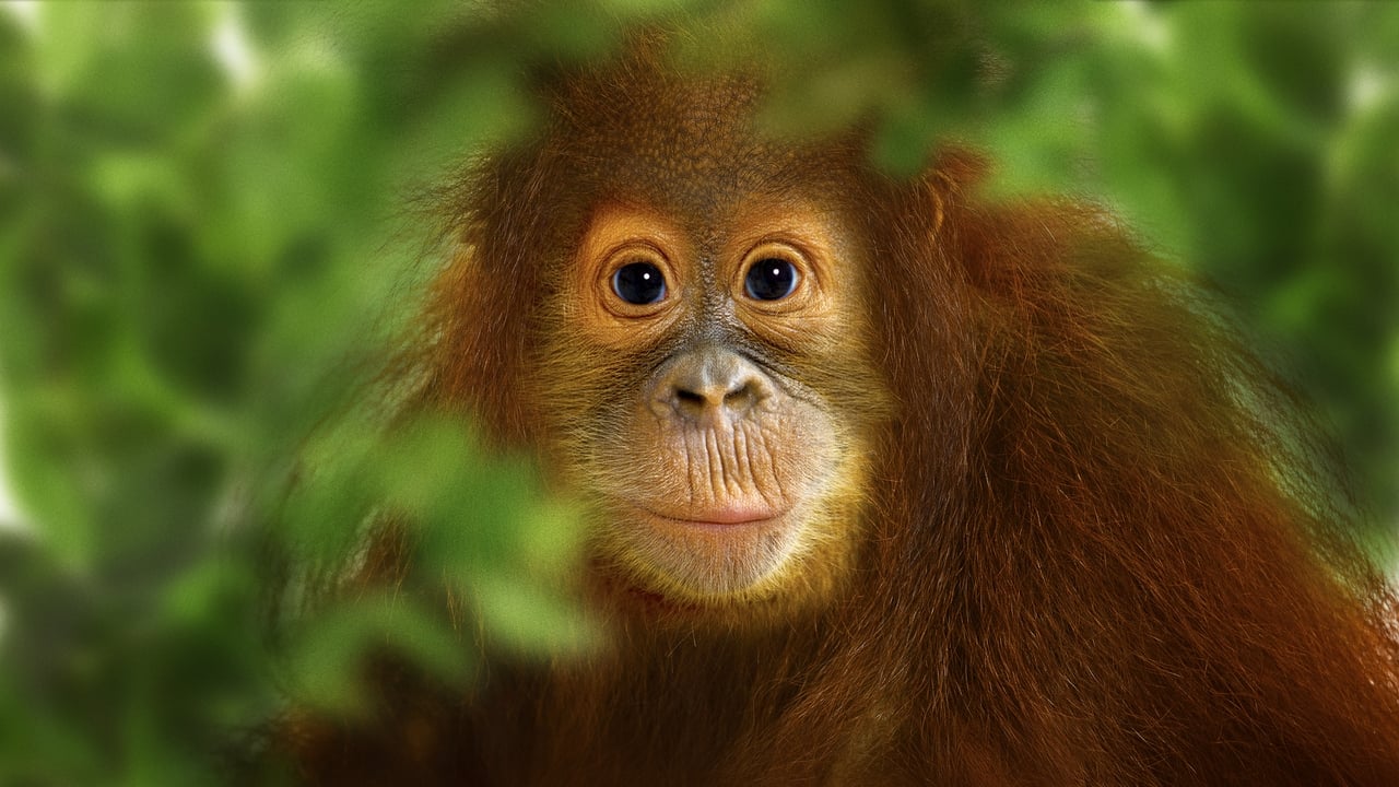 Scen från Operation Orangutan