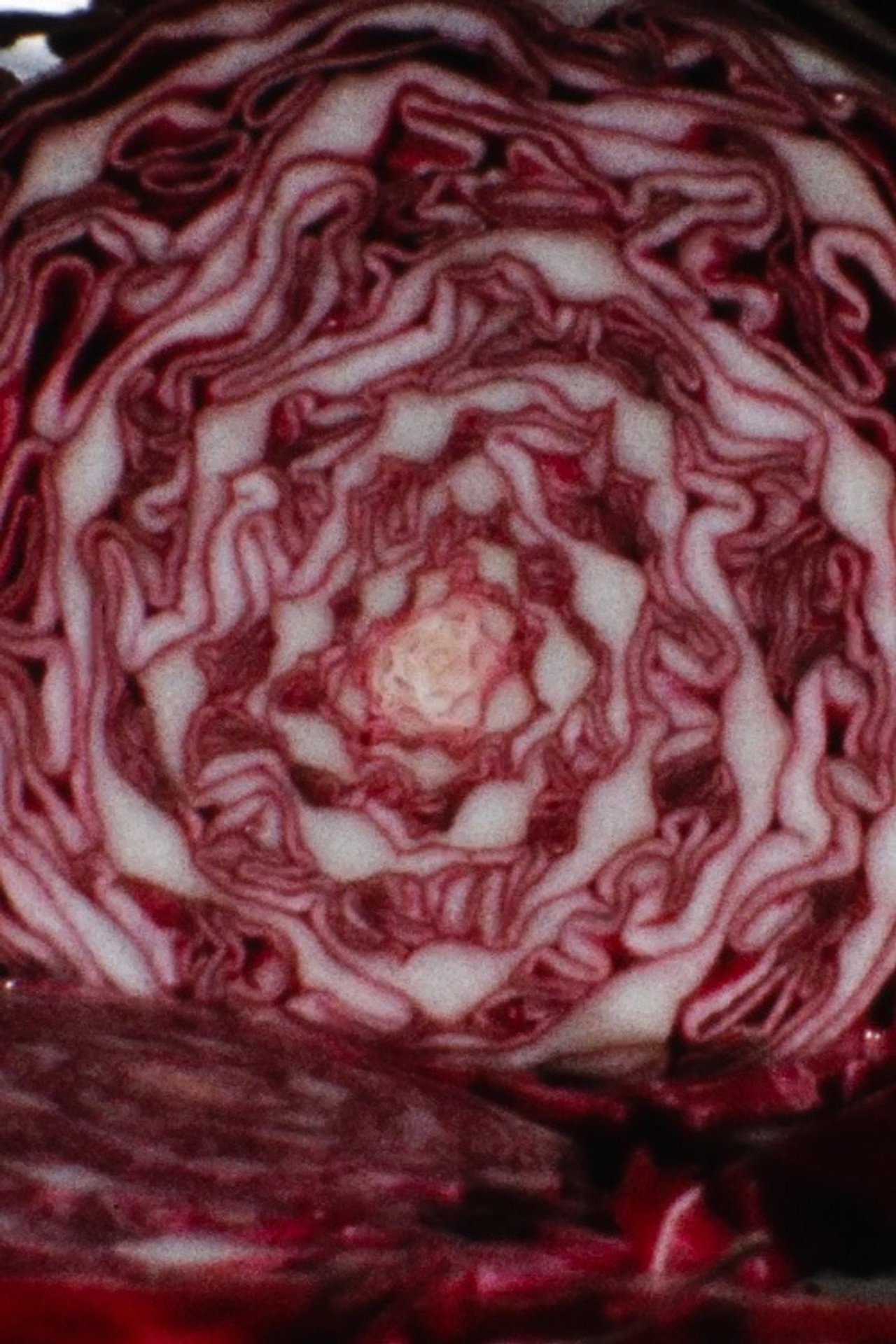 Cabbage filmaffisch