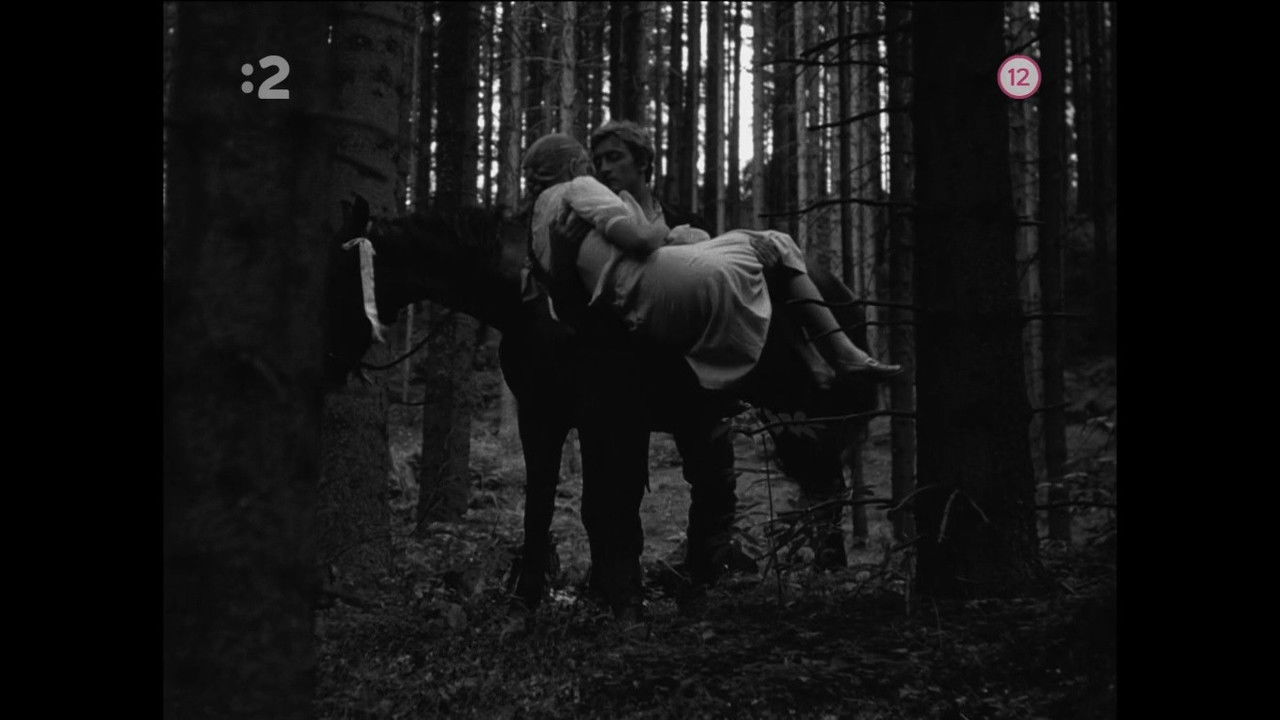 Three Chestnut Horses Backdrop