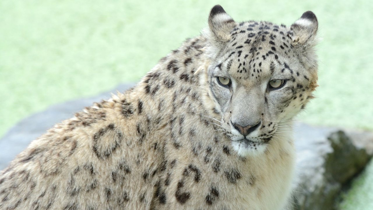 Snow Leopards and Friends