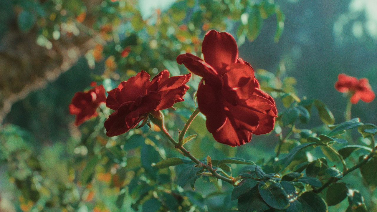 The Roses of Marrakesh still 7