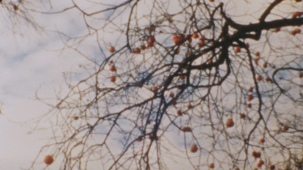 Kakibaum III backdrop image