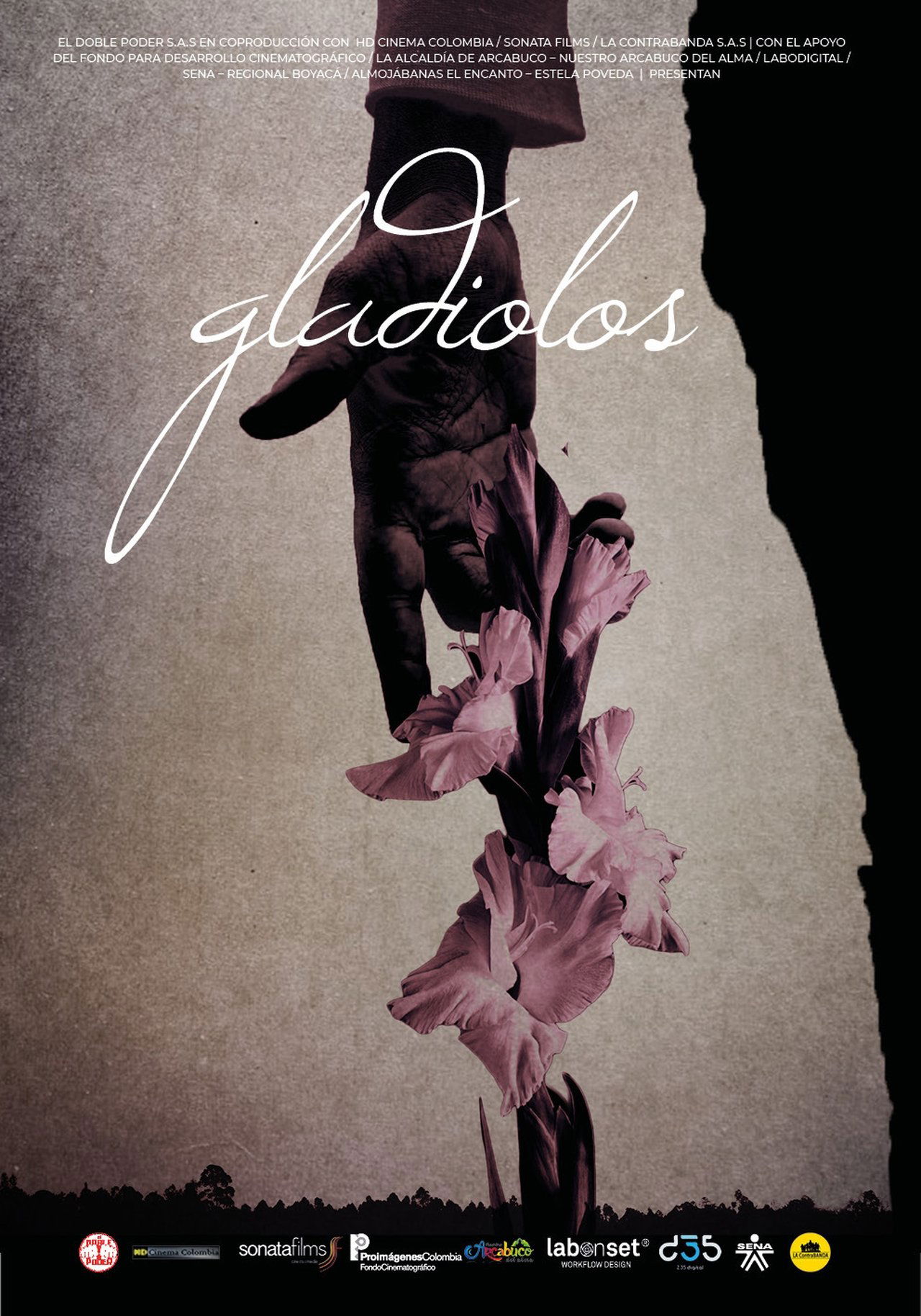 Gladiolos Gladiolos