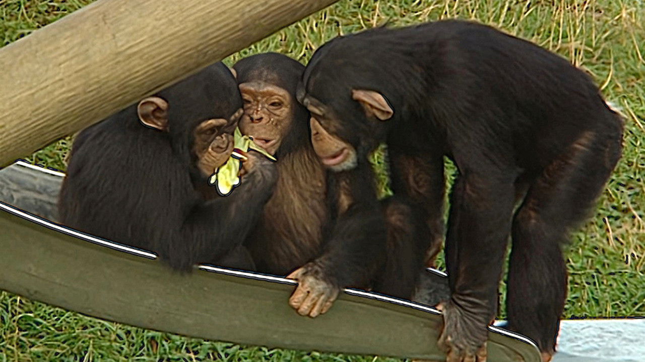 Monkey Business — Épisode 7