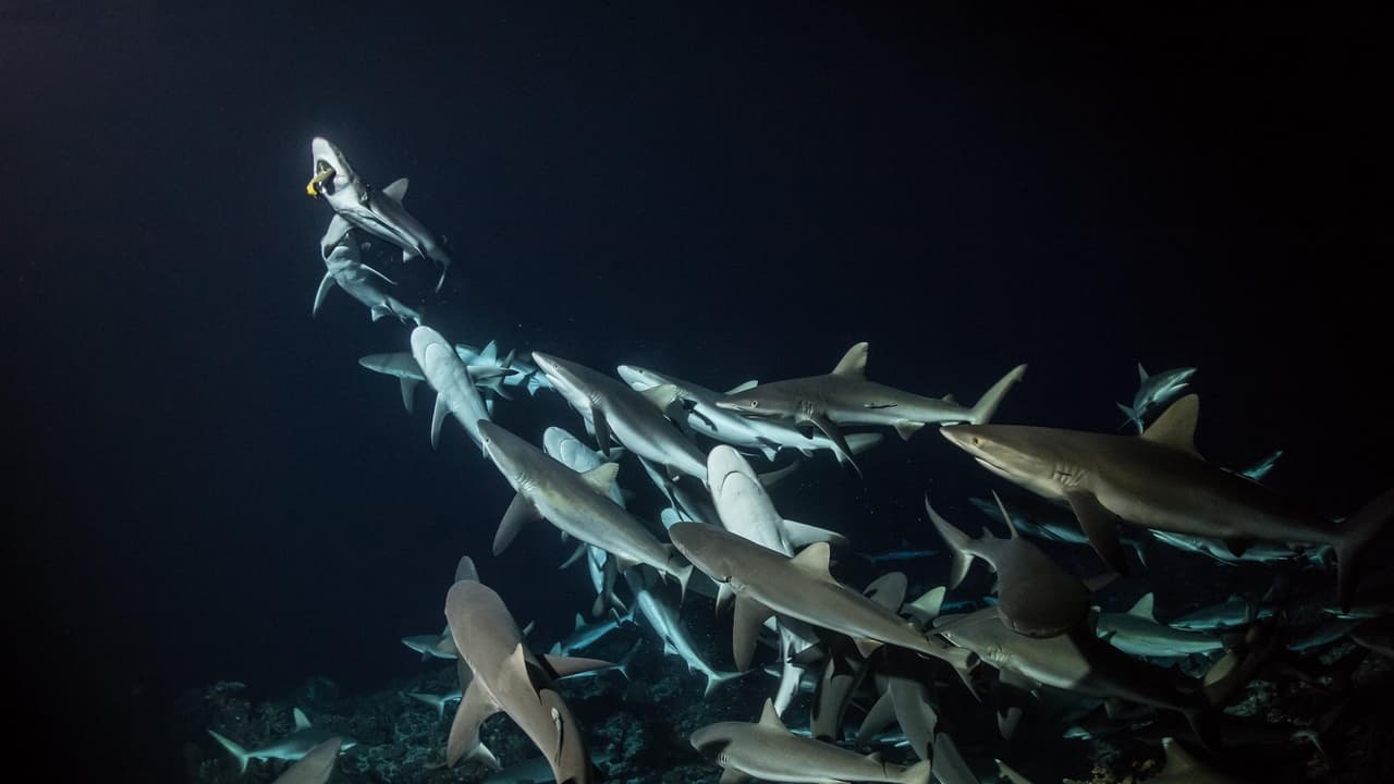 Scen från 700 Sharks