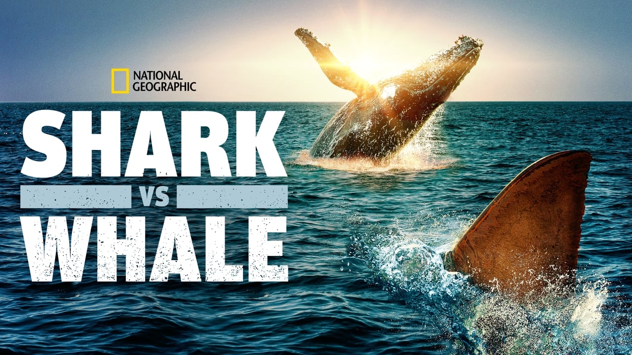 Shark vs. Whale background