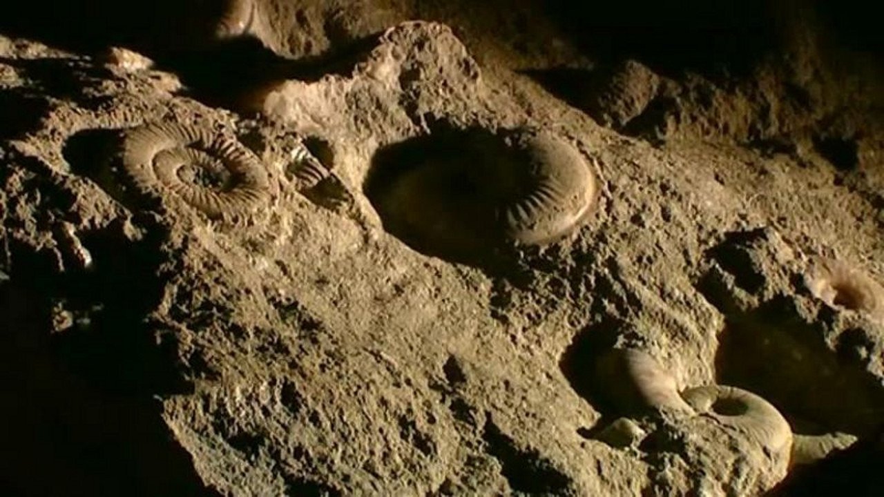 Fossil Detectives
