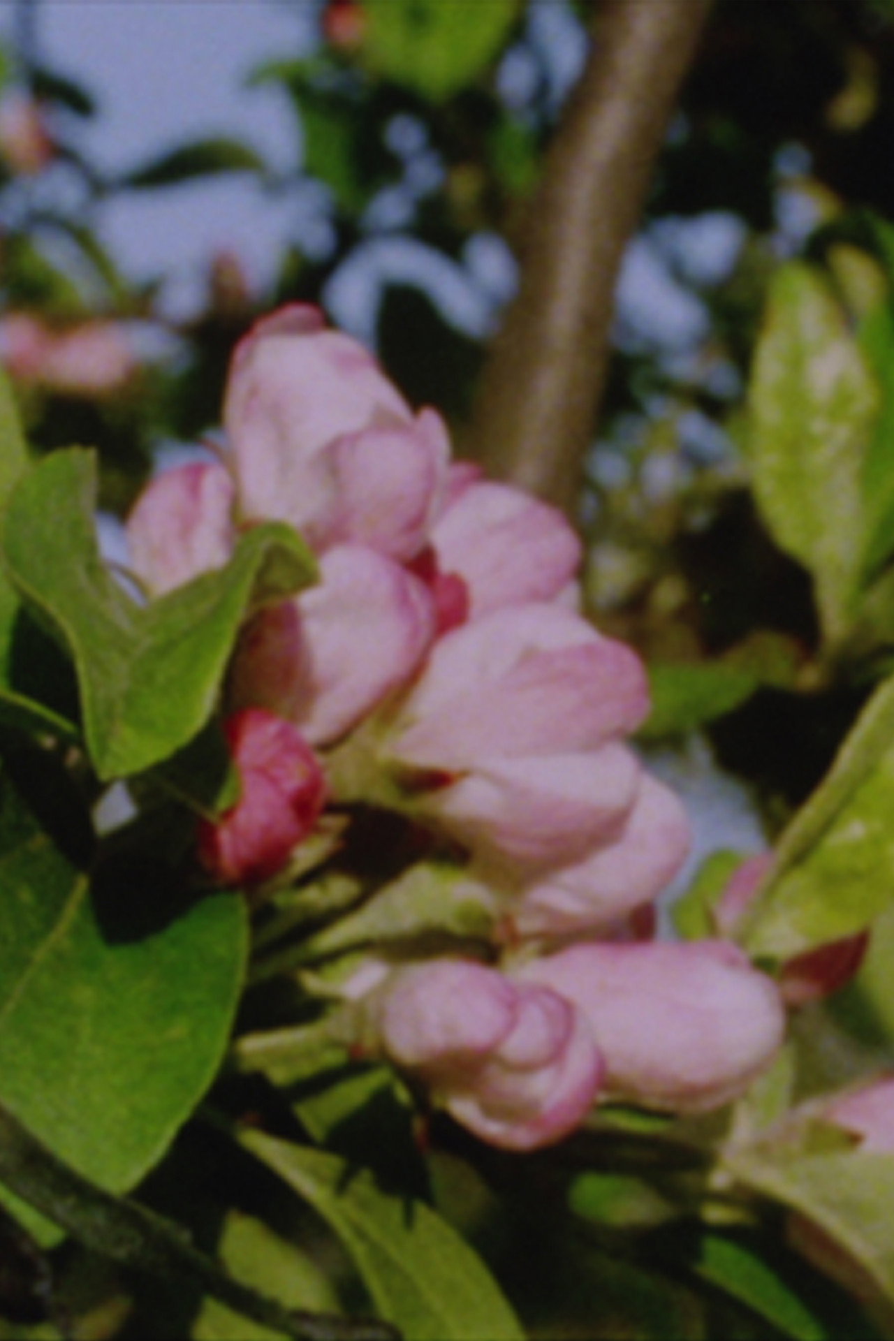 Autumn Rush for Kurt Kren and Winter and Spring and Summer filmaffisch