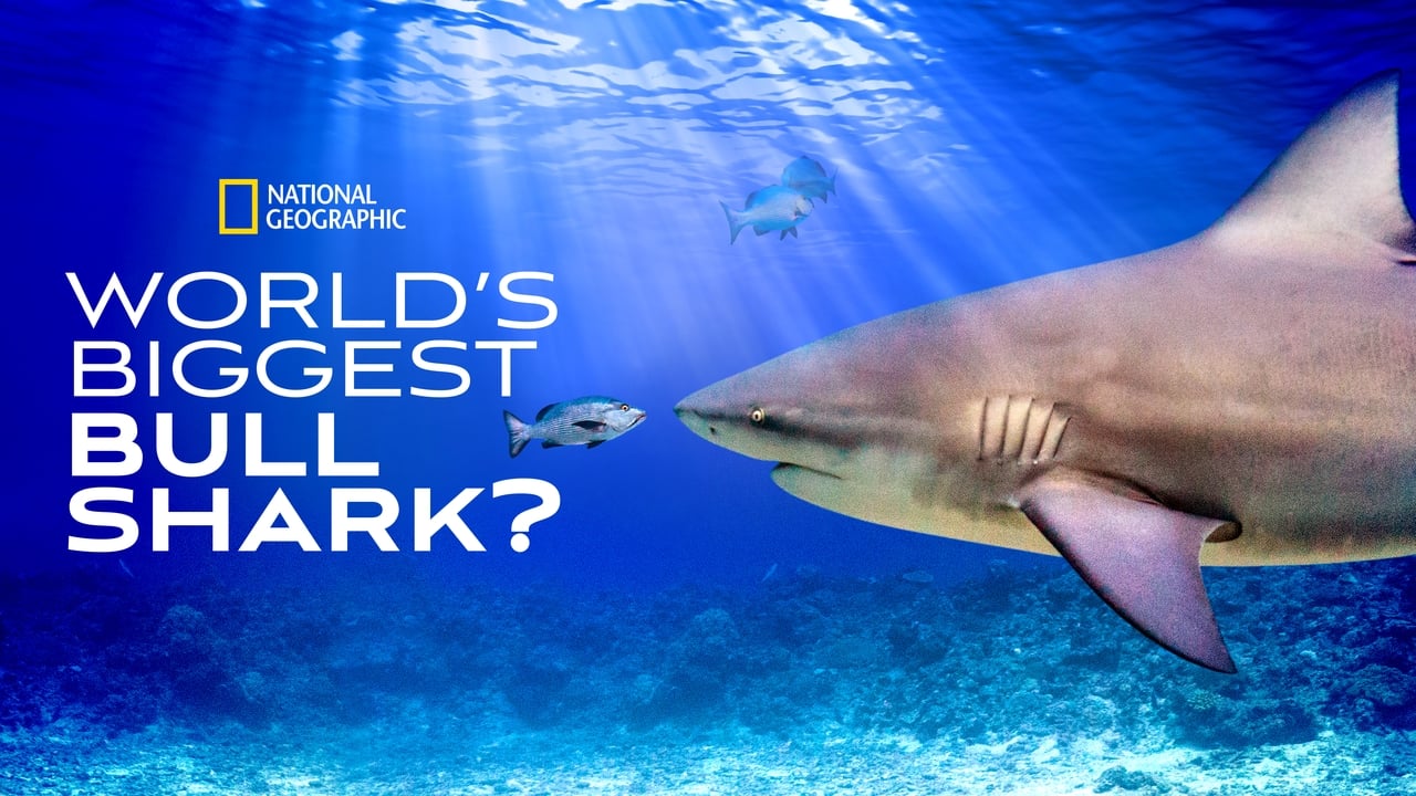 World's Biggest Bull Shark? background