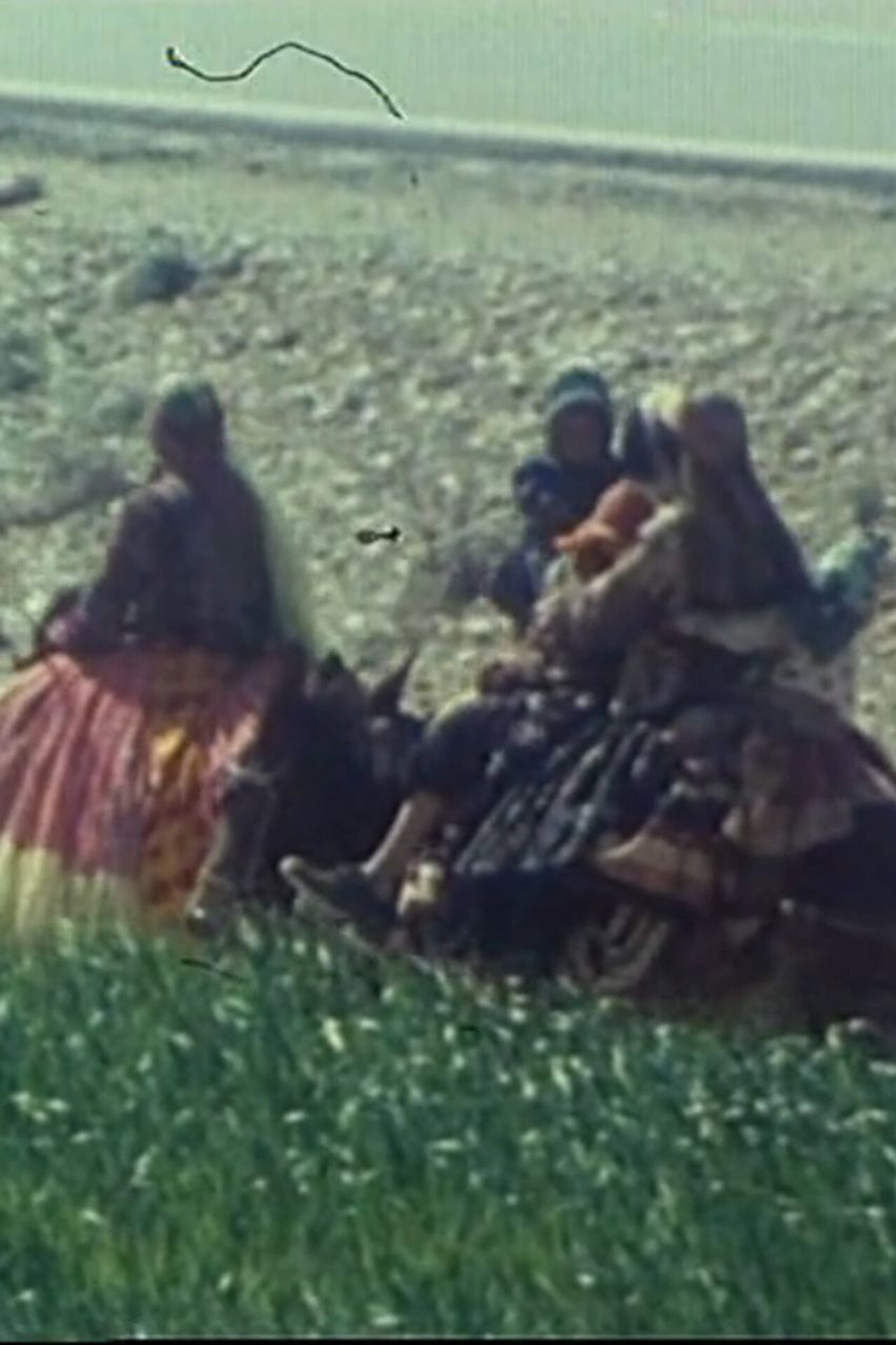 گلیم قشقایی filmaffisch