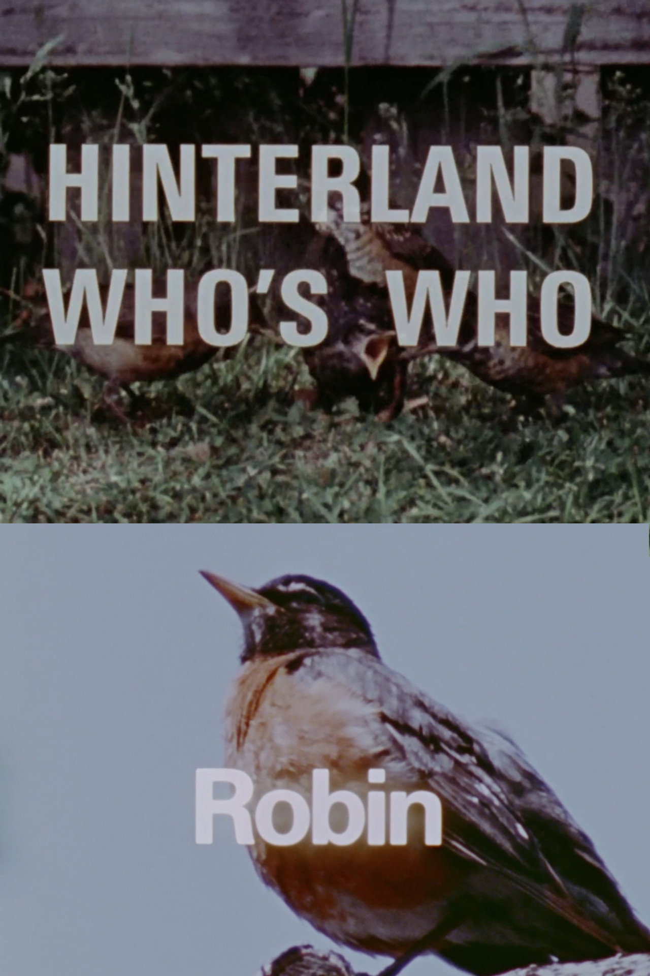 Hinterland Who's Who: Robin Backdrop