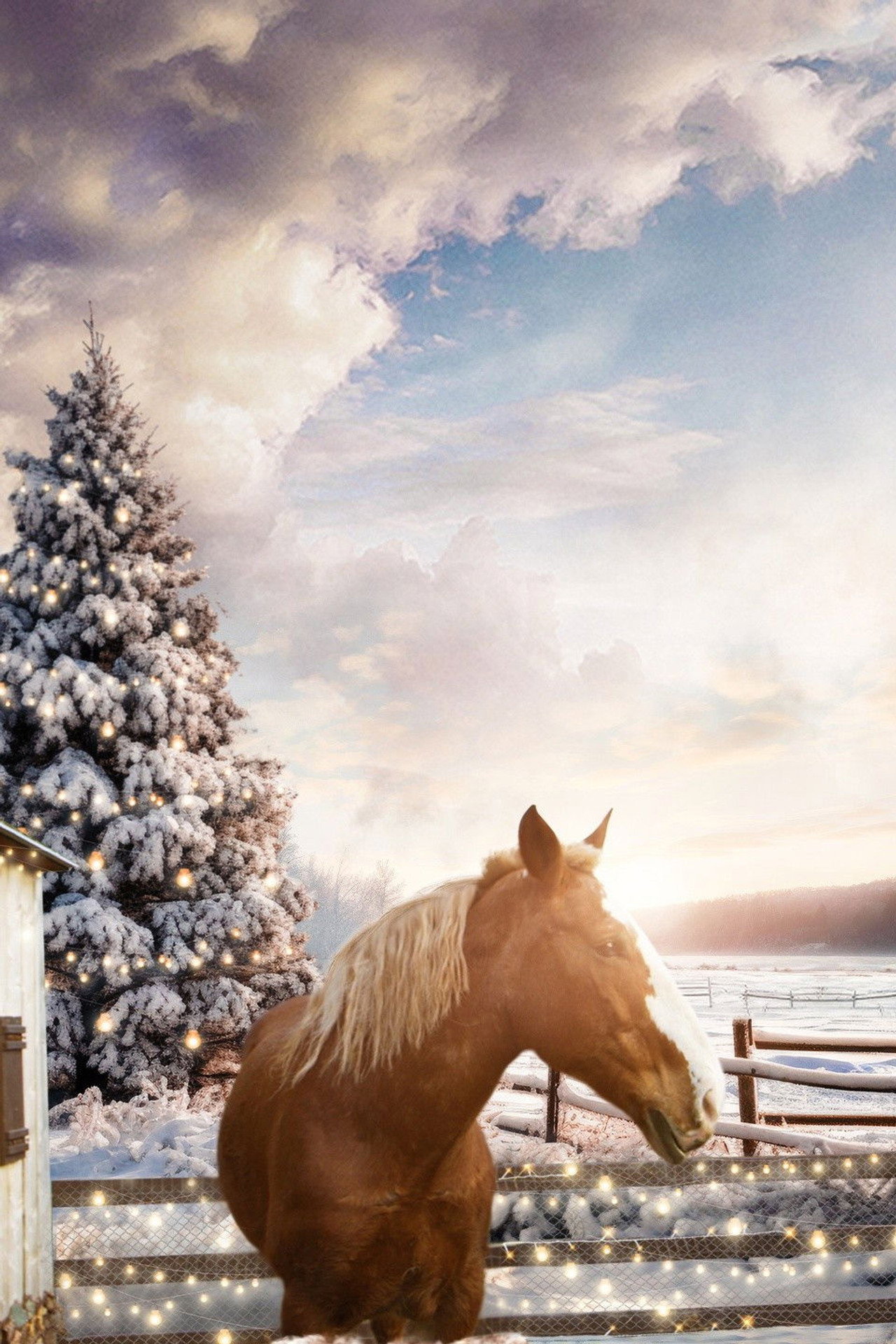 December Horses filmaffisch