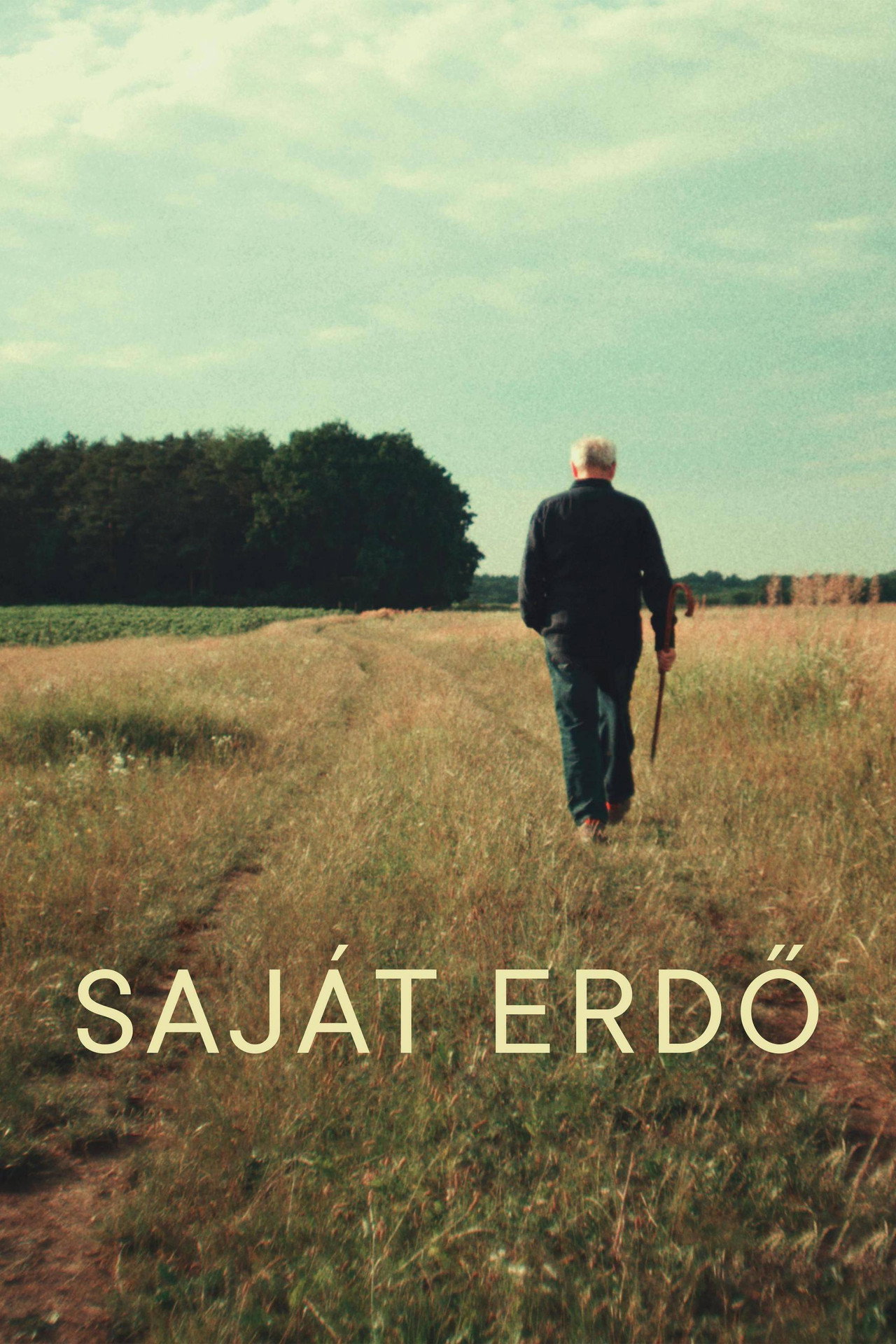 Saját erdő filmaffisch